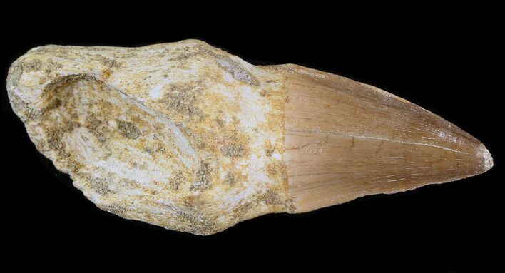 Rooted Mosasaur (Prognathodon) Tooth #43198
